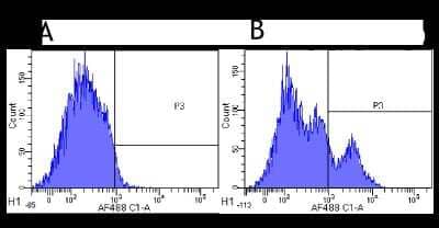 Flow Cytometry: Siglec-2/CD22 Antibody (hL22 (Epratuzumab)) - Chimeric [NBP2-75189] - Flow-cytometry using anti-CD22 antibody Epratuzumab. Cynomolgus monkey lymphocytes were stained with an isotype control (NBP2-52636, panel A) or the rabbit-chimeric version of Epratuzumab (NBP2-75189, panel B) at a concentration of 1 ug/ml for 30 mins at RT. After washing, bound antibody was detected using a AF488 conjugated donkey anti-rabbit antibody and cells analysed on a FACSCanto flow-cytometer.