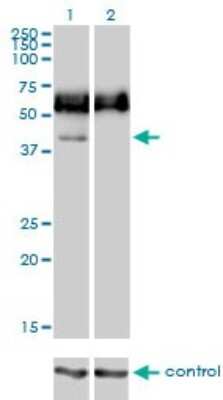 Western Blot: Siglec-3/CD33 Antibody (2D12-G4) [H00000945-M01] - Analysis of CD33 over-expressed 293 cell line, cotransfected with CD33 Validated Chimera RNAi ( Cat # H00000945-R01V ) (Lane 2) or non-transfected control (Lane 1). Blot probed with CD33 monoclonal antibody (M01), clone 2D12-G4 (Cat # H00000945-M01 ). GAPDH ( 36.1 kDa ) used as specificity and loading control.