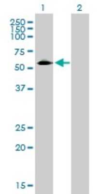 Western Blot: Siglec-3/CD33 Antibody (2D12-G4) [H00000945-M01] - Analysis of CD33 expression in transfected 293T cell line by CD33 monoclonal antibody (M01), clone 2D12-G4.Lane 1: CD33 transfected lysate(39.7 KDa).Lane 2: Non-transfected lysate.
