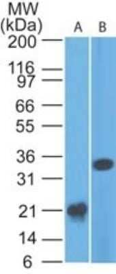 Western Blot: Siglec-3/CD33 Antibody (44M12D3) - Azide and BSA Free [NBP2-80948] - Analysis of CD33 in A) a partial recombinant protein and B) HCT-116 lysate using CD33 antibody at 2 ug/ml. goat anti-mouse Ig HRP secondary antibody and PicoTect ECL substrate solution were used for this test. Image from the standard format of this antibody.