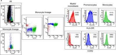 Flow Cytometry: Siglec-3/CD33 Antibody (WM53) - Azide and BSA Free [NBP2-34511] - Monocyte differentiation stages characterized by CD45, CD34, CD33 (NBP2-34511PECY7) and CD14 expression. HLA-DR and CCR2 expression were measured in each stage and expressed as the number of sites per cell. A) example of FACs analysis for monocyte differentiation (red: myelo/monoblasts, blue: promonocytes, green: monocytes), and the HLA-DR and CCR2 expression levels in each stage. Image collected and cropped by CiteAb from the following publication (//pubmed.ncbi.nlm.nih.gov/27893741/) licensed under a CC-BY license.