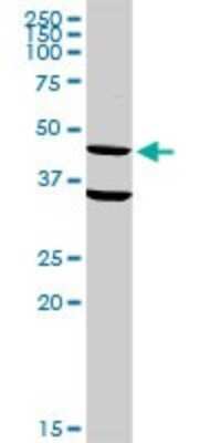 Western Blot: Siglec-3/CD33 Antibody [H00000945-D01P] - Analysis of CD33 expression in mouse liver.