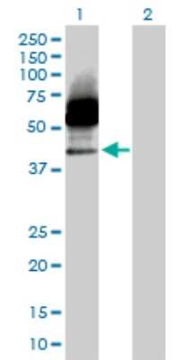 Western Blot: Siglec-3/CD33 Antibody [H00000945-D01P] - Analysis of CD33 expression in transfected 293T cell line by CD33 polyclonal antibody.Lane 1: CD33 transfected lysate(39.70 KDa).Lane 2: Non-transfected lysate.
