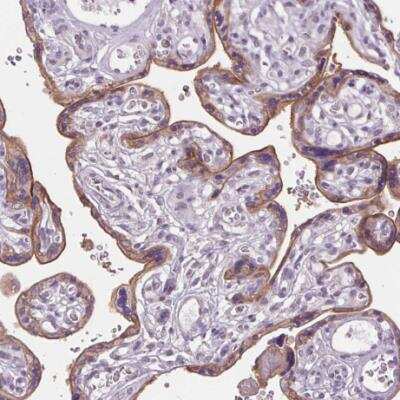 Immunohistochemistry-Paraffin: Siglec-6/CD327 Antibody [NBP1-85756] - Staining of human placenta shows moderate cytoplasmic and membranous positivity in trohphoblastic cells.
