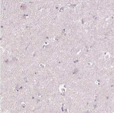 Immunohistochemistry-Paraffin: Siglec-6/CD327 Antibody [NBP1-85756] - Staining of human cerebral cortex shows no positivity in neurons as expected.