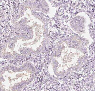 <b>Orthogonal Strategies Validation. </b>Immunohistochemistry-Paraffin: Siglec-6/CD327 Antibody [NBP1-85756] - Staining of human endometrium shows no positivity in glandular cells as expected.