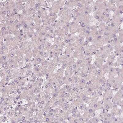 Immunohistochemistry-Paraffin: Siglec-6/CD327 Antibody [NBP1-85756] - Staining of human liver shows no positivity in hepatocytes as expected.