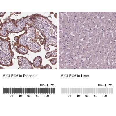 Immunohistochemistry-Paraffin Siglec-6/CD327 Antibody - BSA Free