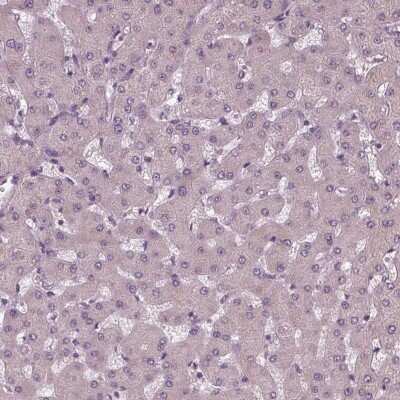 Immunohistochemistry-Paraffin: Siglec-6/CD327 Antibody [NBP1-85757] - Staining of human liver shows no positivity in hepatocytes as expected.