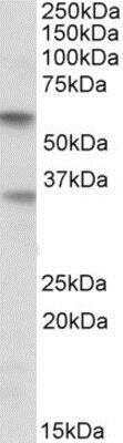Western Blot: Siglec-6/CD327 Antibody [NBP1-49856] - (0.5ug/ml) staining of Human Placenta lysate (35ug protein in RIPA buffer). Primary incubation was 1 hour. Detected by chemiluminescence.