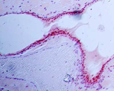 Immunohistochemistry-Paraffin: Siglec-H Antibody (23M14A10) [NBP2-27061] - IHC analysis of formalin-fixed paraffin-embedded tissue section of normal mouse lung using 5 ug/ml concentration of SiglecH antibody (clone 23M14A10). Alkaline Phosphatase based detection was used for final staining development.