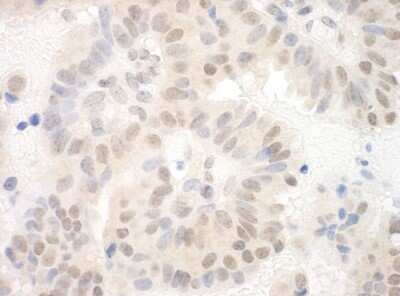 Immunohistochemistry Sin3A-associated protein Antibody