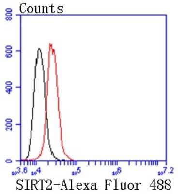 Flow Cytometry: Sir2.1 Antibody (SN70-04) [NBP2-67707] - Analysis of Hela cells with SIRT2 antibody at 1/50 dilution (red) compared with an unlabelled control (cells without incubation with primary antibody; black). Alexa Fluor 488-conjugated goat anti rabbit IgG was used as the secondary antibody