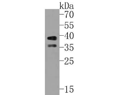 Western Blot: Sir2.1 Antibody (SN70-04) [NBP2-67707] - Western blot analysis of Sir2.1 on 293 cell lysates. Proteins were transferred to a PVDF membrane and blocked with 5% BSA in PBS for 1 hour at room temperature. The primary antibody (1/500) was used in 5% BSA at room temperature for 2 hours. Goat Anti-Rab