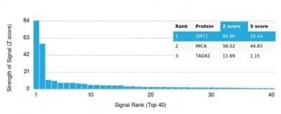 Protein Array: Sirtuin 1/SIRT1 Antibody (PCRP-SIRT1-1E11) - Azide and BSA Free [NBP3-14290] - Analysis of Protein Array containing more than 19,000 full-length human proteins using Sirtuin 1/SIRT1 Antibody (PCRP-SIRT1-1E11).