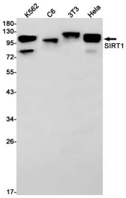 Western Blot: Sirtuin 1/SIRT1 Antibody (S06-4K9) [NBP3-14881] - Western blot detection of Sirtuin 1/SIRT1 in K562, C6, 3T3, Hela cell lysates using Sirtuin 1/SIRT1 Rabbit mAb (1:1000 diluted). Predicted band size: 82kDa. Observed band size: 120kDa.