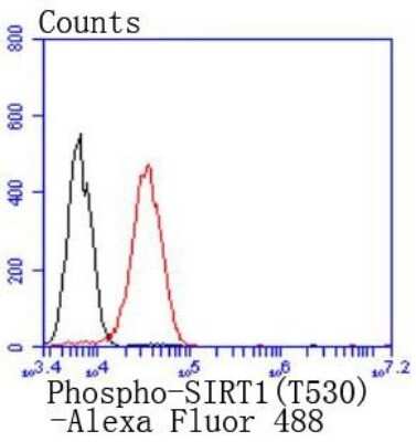 Flow Cytometry: Sirtuin 1/SIRT1 [p Thr530] Antibody (JJ206-6) [NBP2-67852] - Analysis of 293 cells with Phospho-SIRT1(T530) antibody at 1/50 dilution (red) compared with an unlabelled control (cells without incubation with primary antibody; black). Alexa Fluor 488-conjugated goat anti rabbit IgG was used as the secondary antibody.