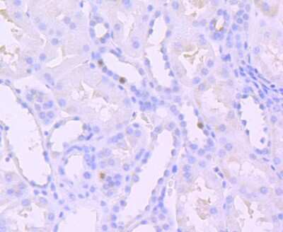 Immunohistochemistry-Paraffin: Sirtuin 1/SIRT1 [p Thr530] Antibody (JJ206-6) [NBP2-67852] - Analysis of paraffin-embedded human kidney tissue using anti-Phospho-SIRT1(T530) antibody. Counter stained with hematoxylin.