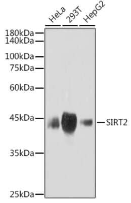 Western Blot: Sirtuin 2/SIRT2 Antibody (1E1U3) [NBP3-16301] - Western blot analysis of extracts of various cell lines, using Sirtuin 2/SIRT2 antibody (NBP3-16301) at 1:1000 dilution. Secondary antibody: HRP Goat Anti-Rabbit IgG (H+L) at 1:10000 dilution. Lysates/proteins: 25ug per lane. Blocking buffer: 3% nonfat dry milk in TBST. Detection: ECL Basic Kit. Exposure time: 180s.