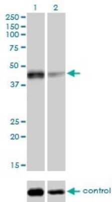 Western Blot: Sirtuin 2/SIRT2 Antibody (4B11) [H00022933-M01] - Analysis of SIRT2 over-expressed 293 cell line, cotransfected with SIRT2 Validated Chimera RNAi ( Cat # H00022933-R01V ) (Lane 2) or non-transfected control (Lane 1). Blot probed with SIRT2 monoclonal antibody (M01), clone 4B11 (Cat # H00022933-M01 ). GAPDH ( 36.1 kDa ) used as specificity and loading control.