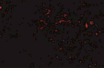 Immunocytochemistry/Immunofluorescence: Sirtuin 2/SIRT2 Antibody [NBP1-76880] - Human brain tissue with sirt2 antibody at 20 ug/mL.