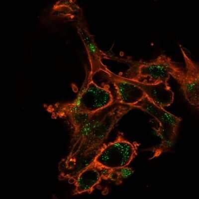 Immunocytochemistry/Immunofluorescence: Sirtuin 2/SIRT2 Antibody (PCRP-SIRT2-1A8) - Azide and BSA Free [NBP3-08293] - Immunofluorescence Analysis of PFA-fixed U-87 cells using Sirtuin 2/SIRT2 Mouse Monoclonal Antibody (PCRP-SIRT2-1A8) followed by goat anti- Mouse IgG-CF488 (green). CF640A phalloidin (red).