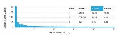 Protein Array: Sirtuin 2/SIRT2 Antibody (PCRP-SIRT2-1A8) - Azide and BSA Free [NBP3-08293] - Analysis of Protein Array containing more than 19,000 full-length human proteins using Sirtuin 2/SIRT2 Mouse Monoclonal Antibody (PCRP-Sirtuin 2/SIRT2-1A8).