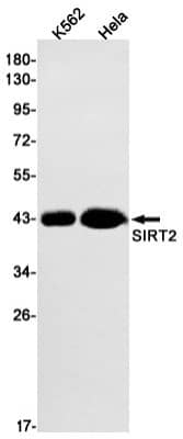 Western Blot: Sirtuin 2/SIRT2 Antibody (S06-8C9) [NBP3-19542] - Western blot detection of Sirtuin 2/SIRT2 in K562, Hela cell lysates using NBP3-19542 (1:1000 diluted). Predicted band size: 43kDa. Observed band size: 43kDa.