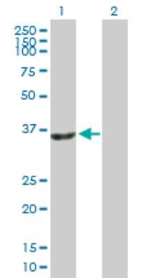 Western Blot: Sirtuin 2/SIRT2 Antibody [H00022933-B01P] - Analysis of SIRT2 expression in transfected 293T cell line by SIRT2 polyclonal antibody.  Lane 1: SIRT2 transfected lysate(38.72 KDa). Lane 2: Non-transfected lysate.
