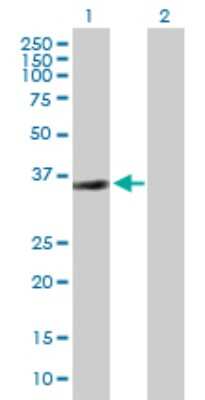 Western Blot: Sirtuin 2/SIRT2 Antibody [H00022933-D01P] - Analysis of SIRT2 expression in transfected 293T cell line by SIRT2 polyclonal antibody.Lane 1: SIRT2 transfected lysate(39.50 KDa).Lane 2: Non-transfected lysate.