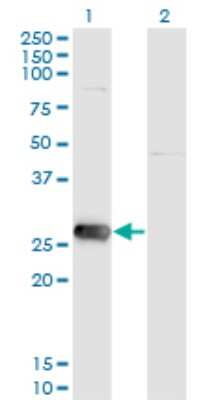 Western Blot: Sirtuin 3/SIRT3 Antibody (1A4) [H00023410-M09] - Analysis of SIRT3 expression in transfected 293T cell line by SIRT3 monoclonal antibody (M09), clone 1A4. Lane 1: SIRT3 transfected lysate (Predicted MW: 28.6 KDa). Lane 2: Non-transfected lysate.