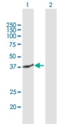 Western Blot: Sirtuin 3/SIRT3 Antibody [H00023410-B01P] - Analysis of SIRT3 expression in transfected 293T cell line by SIRT3 polyclonal antibody.  Lane 1: SIRT3 transfected lysate(44 KDa). Lane 2: Non-transfected lysate.