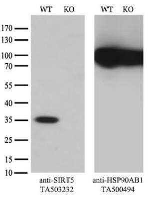 Western Blot Sirtuin 5/SIRT5 Antibody (OTI2F1) - Azide and BSA Free