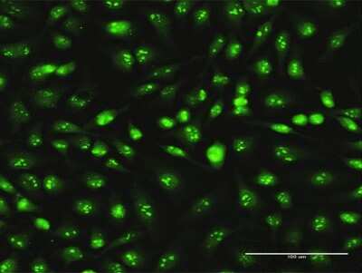 Immunocytochemistry/Immunofluorescence: Skp1 Antibody (2E6) [H00006500-M03] - Analysis of monoclonal antibody to SKP1 on HeLa cell. Antibody concentration 30 ug/ml