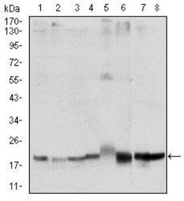 Western Blot: Skp1 Antibody (4E11) [NBP2-37539] - Western blot analysis using SKP1 mouse mAb against Hela (1), NIH/3T3 (2), A431 (3), RAJI (4), PC-12 (5), Cos7 (6), MCF-7 (7) and HepG2 (8) cell lysate.