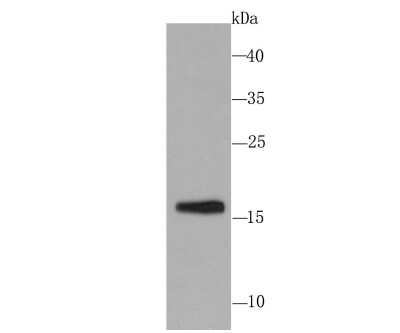 Western Blot: Skp1 Antibody (JM27-37) [NBP2-67147] - Analysis of Skp1 on PC-12 cell using anti-Skp1 antibody at 1/1,000 dilution.