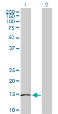 Western Blot: Skp1 Antibody [H00006500-D01P] - Analysis of SKP1 expression in transfected 293T cell line by SKP1 polyclonal antibody.Lane 1: SKP1 transfected lysate(18.10 KDa).Lane 2: Non-transfected lysate.