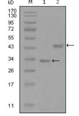 Western Blot: Skp2 Antibody (6G9D10) [NBP1-51560] - Western blot analysis using SKP2 mouse mAb against truncated Trx-SKP2 recombinant protein (1) and GST-SKP2 (aa1-130) recombinant protein (2).
