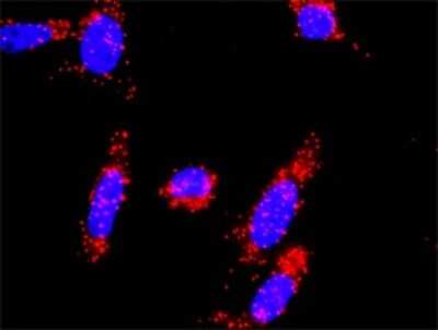 Proximity Ligation Assay: Skp2 Antibody [H00006502-B01P] - Analysis of protein-protein interactions between CDKN1A and SKP2. HeLa cells were stained with anti-CDKN1A rabbit purified polyclonal 1:1200 and anti-SKP2 mouse purified polyclonal antibody 1:50. Each red dot represents the detection of protein-protein in