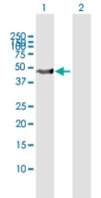 Western Blot: Skp2 Antibody [H00006502-B01P] - Analysis of SKP2 expression in transfected 293T cell line by SKP2 polyclonal antibody.  Lane 1: SKP2 transfected lysate(47.80 KDa). Lane 2: Non-transfected lysate.