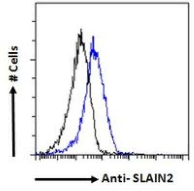 Flow Cytometry: Slain2 Antibody [NBP2-75967] - Paraformaldehyde fixed NIH3T3 cells (blue line), permeabilized with 0.5% Triton. Primary incubation 1hr (10 ug/mL) followed by Alexa Fluor 488 secondary antibody (1 ug/mL). IgG control: Unimmunized goat IgG (black line) followed by Alexa Fluor 488 secondary antibody.