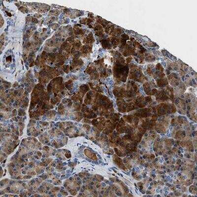 Immunohistochemistry-Paraffin: Slit2 Antibody [NBP1-80743] - Staining of human pancreas shows strong cytoplasmic positivity in exocrine glandular cells.