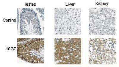 Immunohistochemistry-Paraffin: Smac Antibody (9H10) [NBP1-97590] - Detection of mouse Smac/DIABLO by clone 9H10.