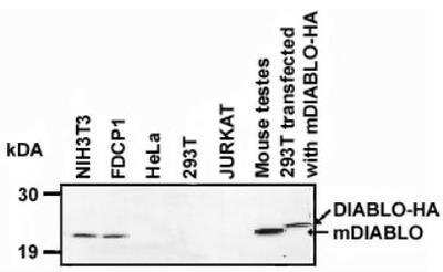Western Blot: Smac Antibody (9H10) [NBP1-97590] - Detection of endogenous and over-expressed DIABLO. When analysis of endogenous DIABLO (50 to 100ug total protein per lane) in healthy cells of human as well as mouse origin is performed, only the processed form of mouse DIABLO (NIH3T3 and FDCP1 mouse cell lines) can be detected. The processed form of mouse DIABLO is detectable when over-expressed in human 293T cells serving as a positive control. The HA-tagged mDIABLO migrates at a slightly higher molecular weight than endogenous wild type mouse DIABLO (mouse testes).