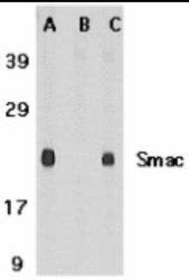 Western Blot: Smac Peptide [NBP1-76772PEP] - blocks the antibody activity completely in Western blot by incubating the peptide with equal volume of antibody for 30 min at 37C