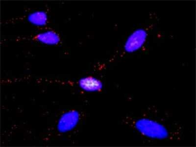 Proximity Ligation Assay: Smad1 Antibody [H00004086-D01P] - Analysis of protein-protein interactions between SMAD1 and GLI3. HeLa cells were stained with anti-SMAD1 rabbit purified polyclonal 1:1200 and anti-GLI3 mouse monoclonal antibody 1:50. Each red dot represents the detection of protein-protein interaction complex, and nuclei were counterstained with DAPI (blue).
