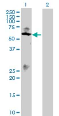 Western Blot: Smad1 Antibody [H00004086-D01P] - Analysis of SMAD1 expression in transfected 293T cell line by SMAD1 polyclonal antibody.Lane 1: SMAD1 transfected lysate(52.30 KDa).Lane 2: Non-transfected lysate.