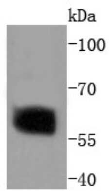 Western Blot: Smad2 [p Ser250] Antibody (SD207-1) [NBP2-67761] - Analysis of Phospho-Smad2 (S250) on Hela cells lysates using anti-Phospho-Smad2 (S250) antibody at 1/1,000 dilution.