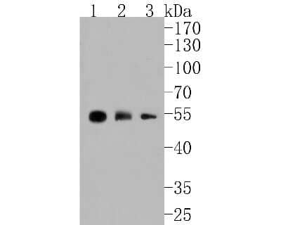 Western Blot: Smad2 [p Ser250] Antibody (SD207-1) [NBP2-67761] - Western blot analysis of Smad2 on different lysates. Proteins were transferred to a PVDF membrane and blocked with 5% BSA in PBS for 1 hour at room temperature. The primary antibody (1/500) was used in 5% BSA at room temperature for 2 hours. Goat Anti-Rab