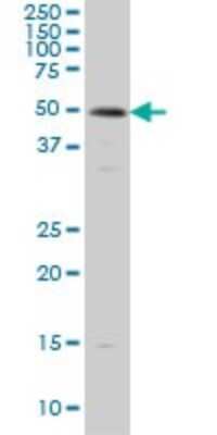 Western Blot: Smad3 Antibody (1B7) [H00004088-M07] - Analysis of SMAD3 expression in HeLa (Cat # L013V1).